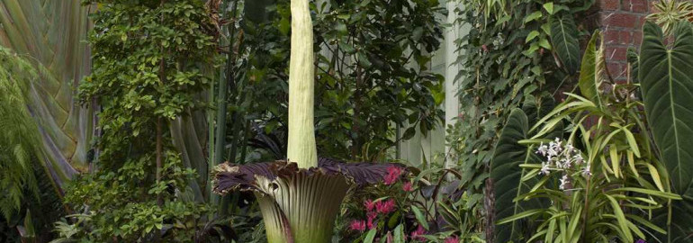 Фотографии и описание титанического аморфофаллуса - уникальная растительность с величественным цветком