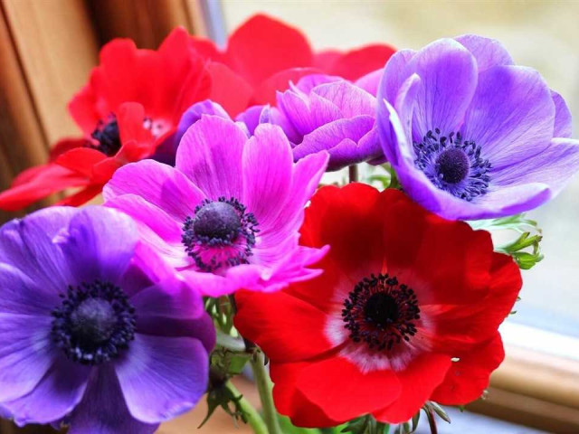 Анемона де Каен фото - великолепные снимки самого красочного и неповторимого цветка в мире
