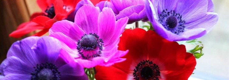 Анемона де Каен фото - великолепные снимки самого красочного и неповторимого цветка в мире