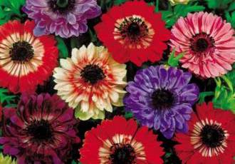 Анемона ст бриджит - высокоурожайный сорт растения с яркими крупными цветками