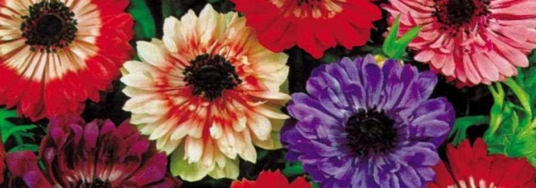 Анемона ст бриджит - высокоурожайный сорт растения с яркими крупными цветками