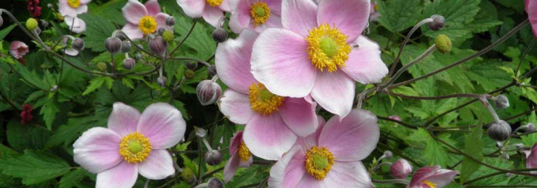 Анемона японская - красивый весенний цветок, фото которого восхищают своей неповторимой красотой и изящностью