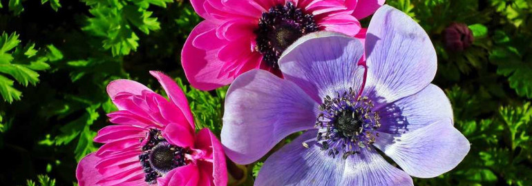 Прекрасные анемоны на фото - идеальные цветы для сада и букетов!