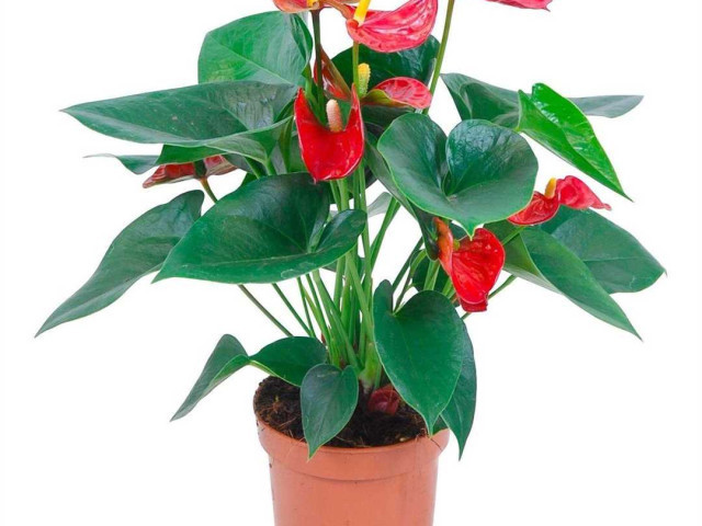 Антуриум – цветок с изысканной красотой и нежным уходом для вашего дома