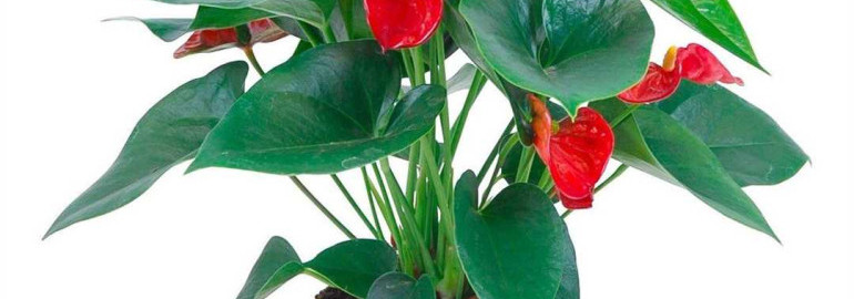 Антуриум – цветок с изысканной красотой и нежным уходом для вашего дома