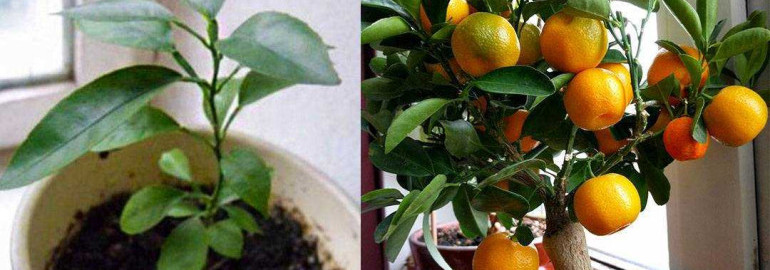 Как долго растет апельсиновое дерево и за сколько лет начинает плодоносить?