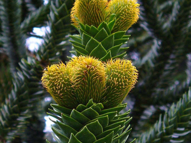 Араукария - великолепное декоративное растение для придания тропического шарма интерьеру