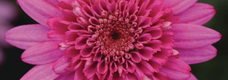 Розовая аргирантемум мадейра с волнистыми лепестками - красивое растение для украшения вашего сада