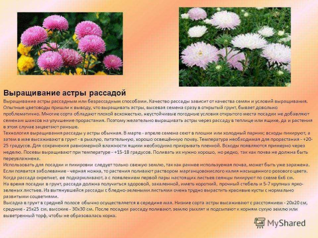 Как вырастить красивые и здоровые астры своими руками - секреты успешного выращивания, ухода и выбора сортов