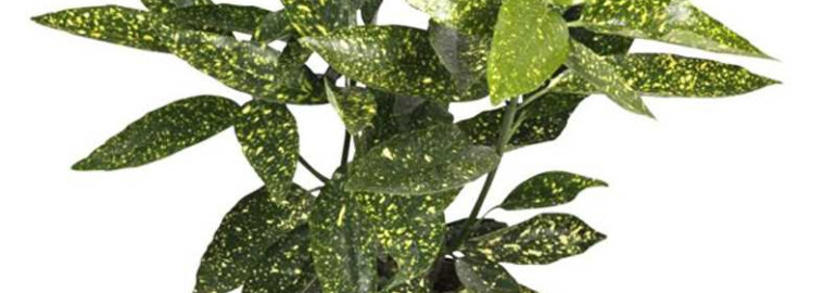 Аукуба золотое дерево - описание и уход за растением, особенности посадки в саду и домашних условиях