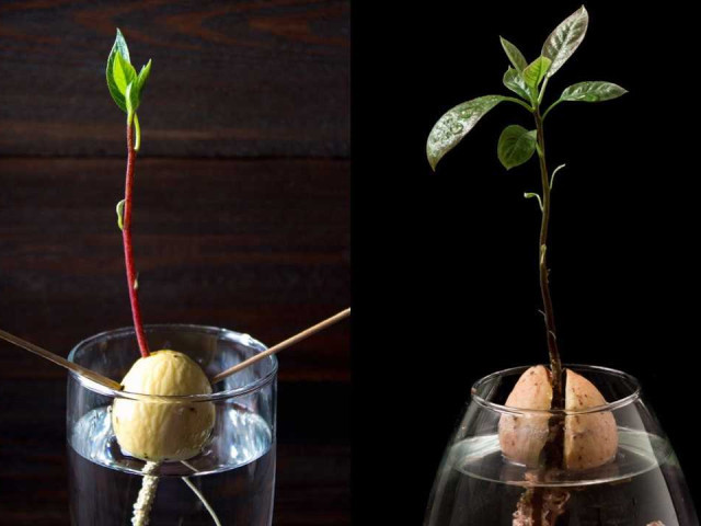 Секреты успешного выращивания авокадо из косточки в домашних условиях - пошаговая инструкция для начинающих