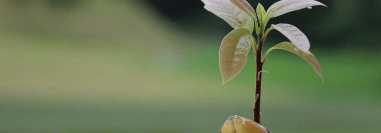 Как выращивать и ухаживать за авокадо в домашних условиях - секреты успешной посадки, полива и обрезки