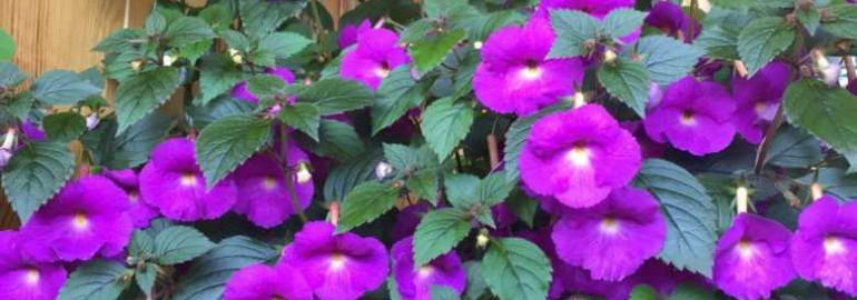 Удивительный красавец - ахименес purple king - описание, советы по выращиванию и уходу