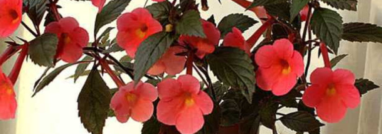Ахименесы - тайны ухода и выращивания великолепных цветов на видео