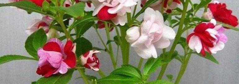 Бальзамин садовый - как вырастить его без проблем и получить яркий цветочный сад