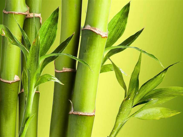 Секреты бамбука - свойства, применение и уход за растением