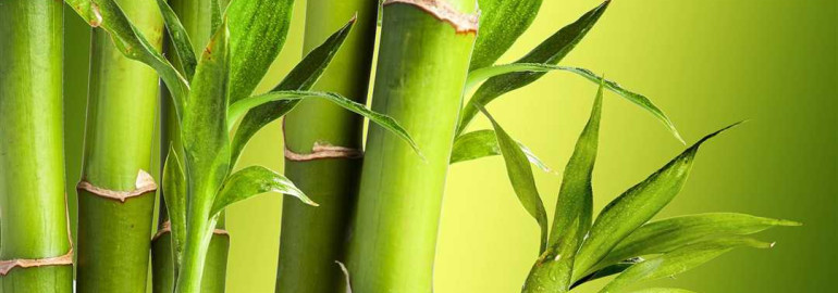 Секреты бамбука - свойства, применение и уход за растением
