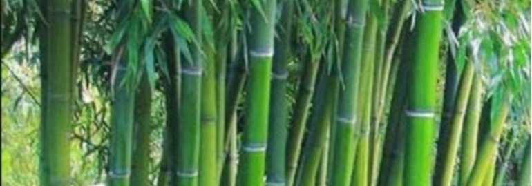 Бамбук – родина и многообразие этого фантастического растения, которое завораживает своей красотой и полезностью