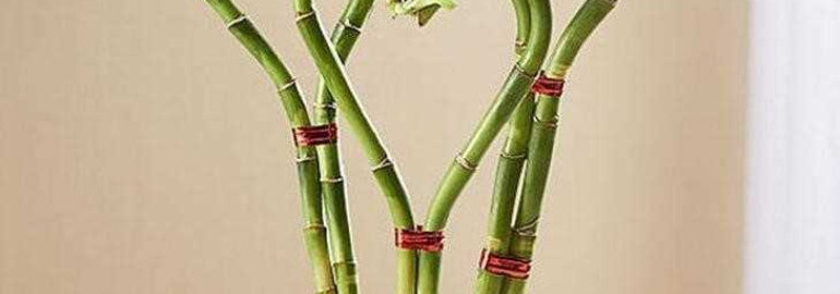 Как вырастить и ухаживать за бамбуком в домашних условиях