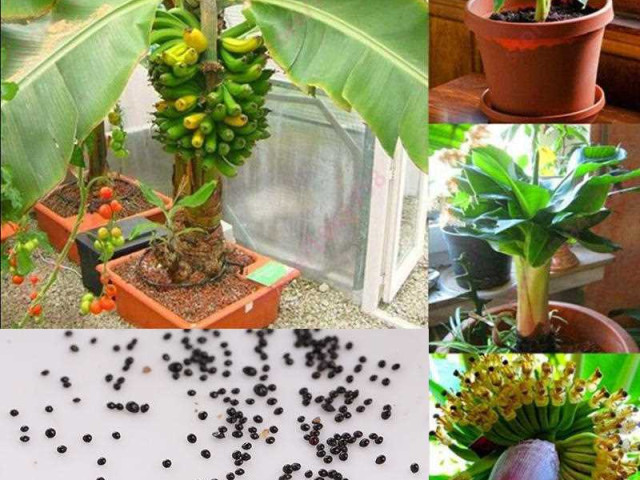 Банан декоративный пигмей из семян – пример создания экзотического растения в городских условиях