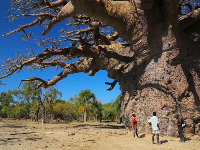 Баобаб — величественное дерево с потрясающей историей, описание и фото на Википедии