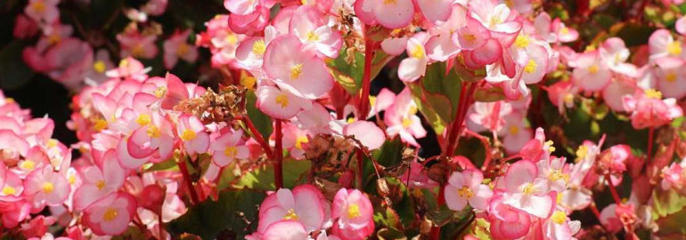 Бегония вечноцветущая уход в домашних условиях - секреты заботы о растении, которое всегда цветет
