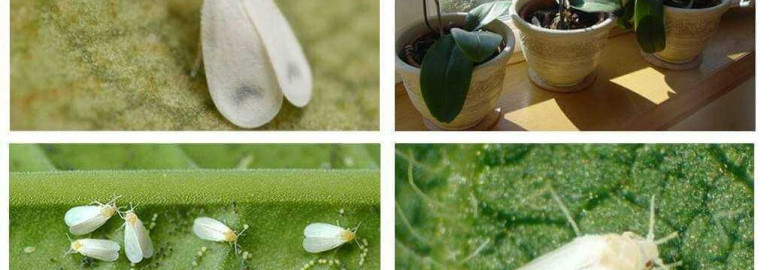 Белокрылка на комнатных растениях - эффективные методы борьбы и полезные советы (с фото)