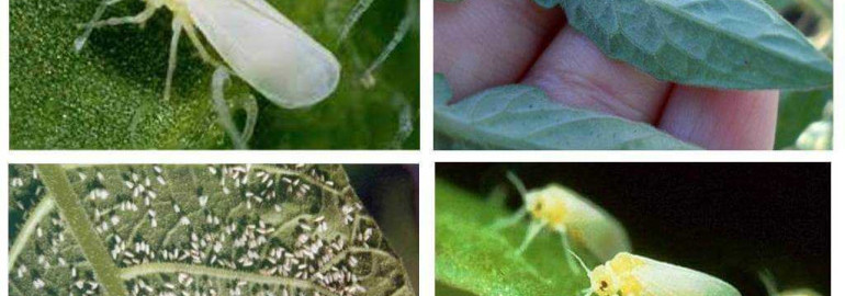 Белокрылка в теплице - эффективные методы борьбы с этим вредителем растений