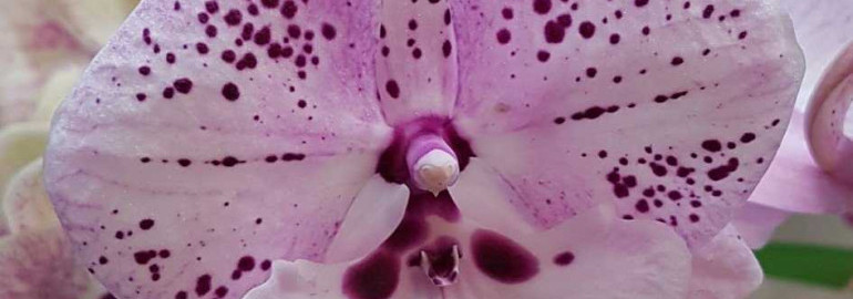 Биг лип орхидея - фото, виды, особенности ухода, интересные факты