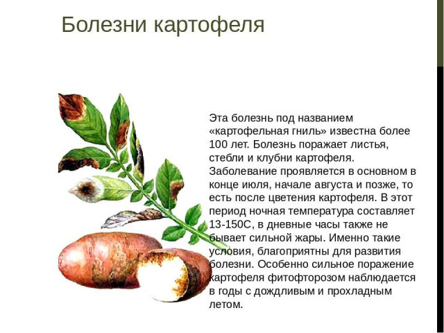 Картофель - фото, описание и лечение распространенных болезней и вредителей