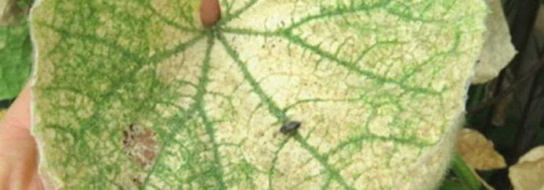 Фото листьев огурцов, симптомы и лечение распространенных болезней