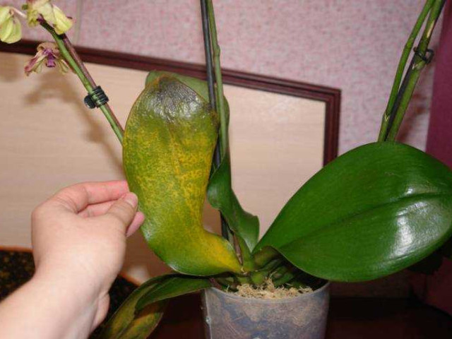 Как обнаружить и лечить заболевания орхидеи - подробное руководство с фото