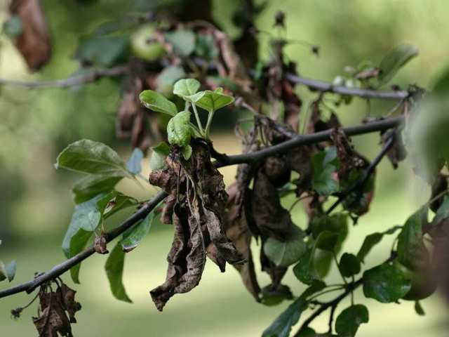 Болезни плодовых деревьев - причины, симптомы и методы борьбы