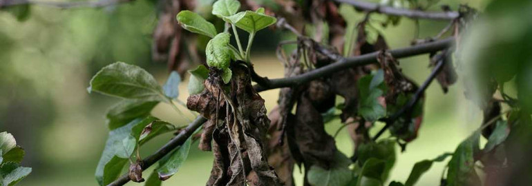 Болезни плодовых деревьев - причины, симптомы и методы борьбы