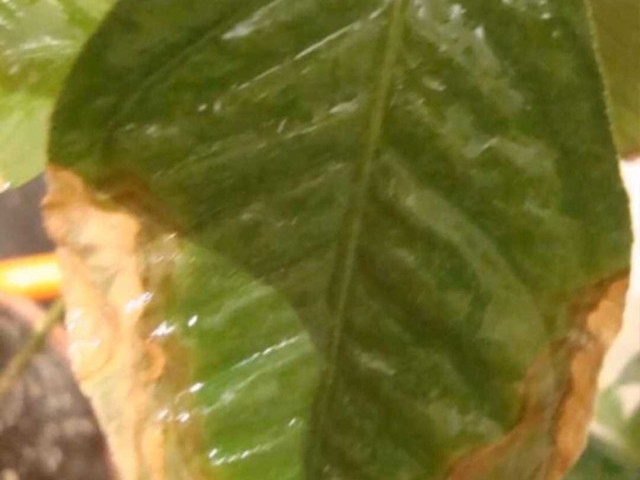 Узнайте о различных болезнях цитрусовых растений в домашних условиях с подробными фотографиями