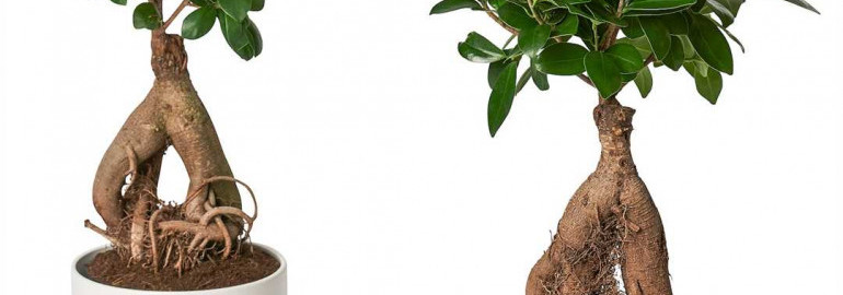 Бонсай фикус микрокарпа — маленькое деревце с великим характером и благородной красотой