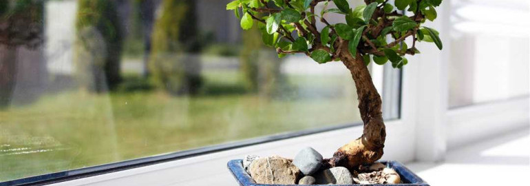 Бонсай - правила ухода и выращивания растений в домашних условиях для живого и красивого интерьера