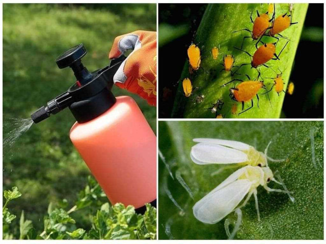 Эффективные способы борьбы с вредителями сада и сохранения урожая
