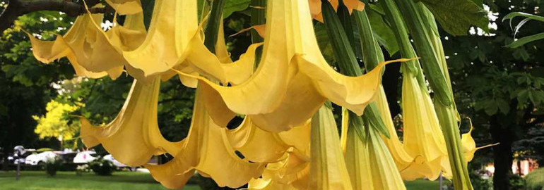 Искали идеальное растение для вашего сада? Узнайте все о Бругмансии - красивейшей и пахнущей цветущей лозе!