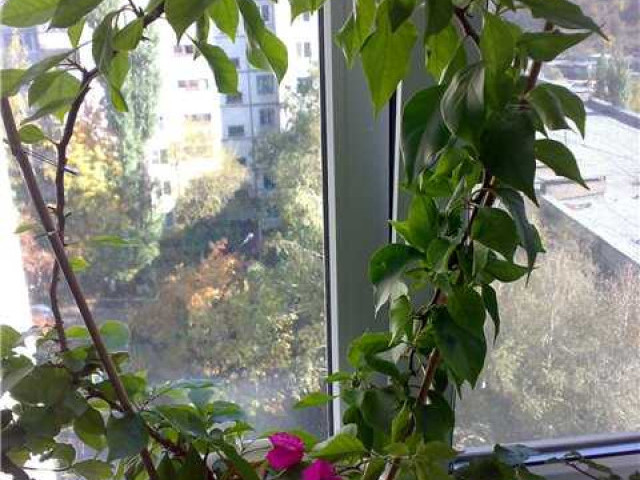 Правильная обрезка бугенвильи поможет создать роскошное растение в домашних условиях