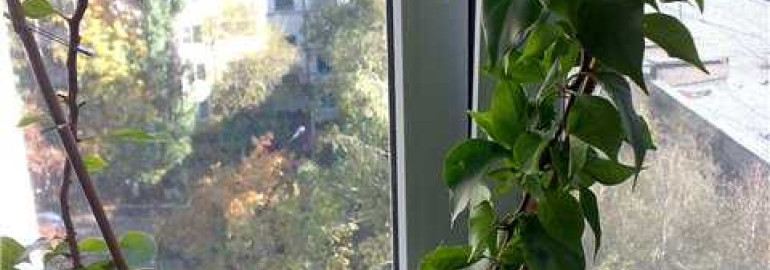 Правильная обрезка бугенвильи поможет создать роскошное растение в домашних условиях