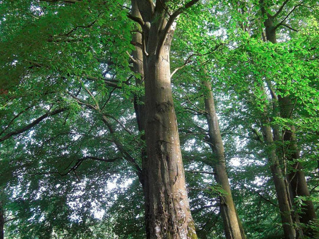 Невероятные свойства букового дерева - от бесценной древесины до лекарственных трав и символического значения