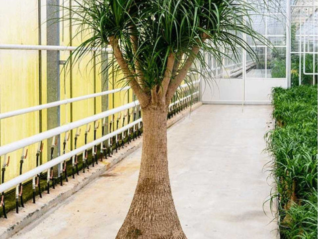 Волшебное растение-бутылочное дерево - красивые фотографии и советы по уходу