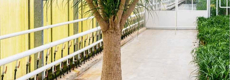 Волшебное растение-бутылочное дерево - красивые фотографии и советы по уходу