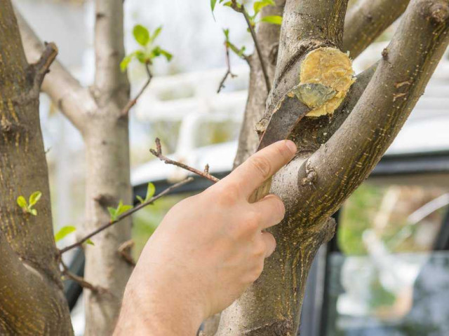 Как правильно обработать срез дерева после обрезки и предотвратить порчу раневой поверхности