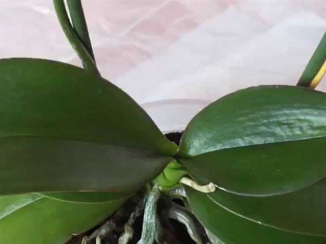 Эффективные способы чистки и ухода за листьями орхидеи без использования агрессивных средств