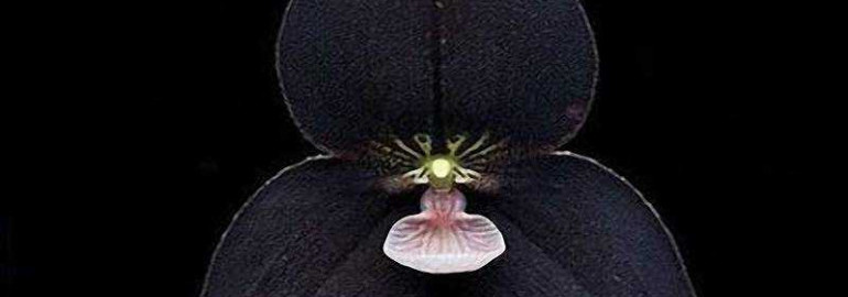 Узнайте все о редком и загадочном цветке - черной орхидее