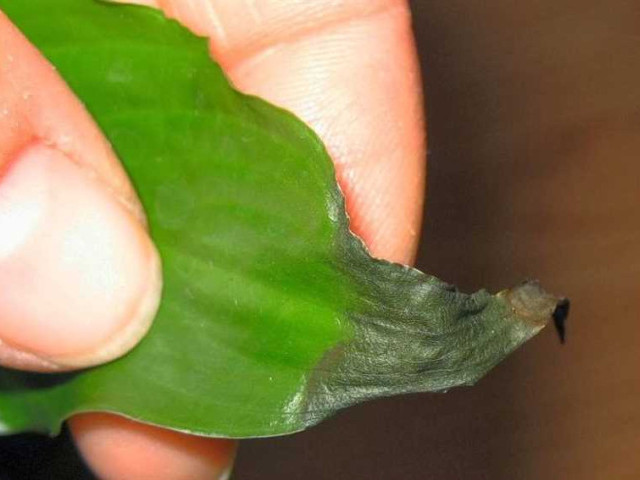 Почему чернеют листья у спатифиллума и что делать, чтобы вернуть ему здоровый вид