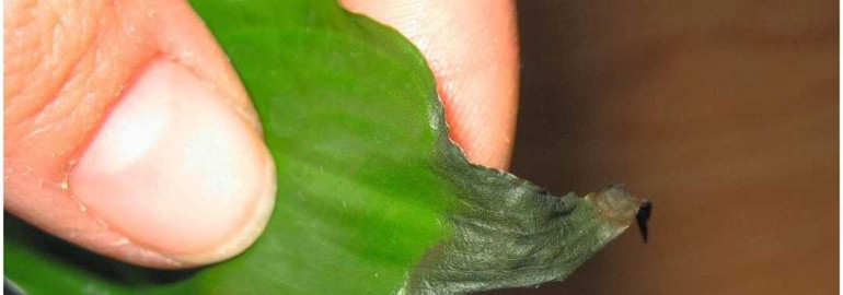 Почему чернеют листья у спатифиллума и что делать, чтобы вернуть ему здоровый вид