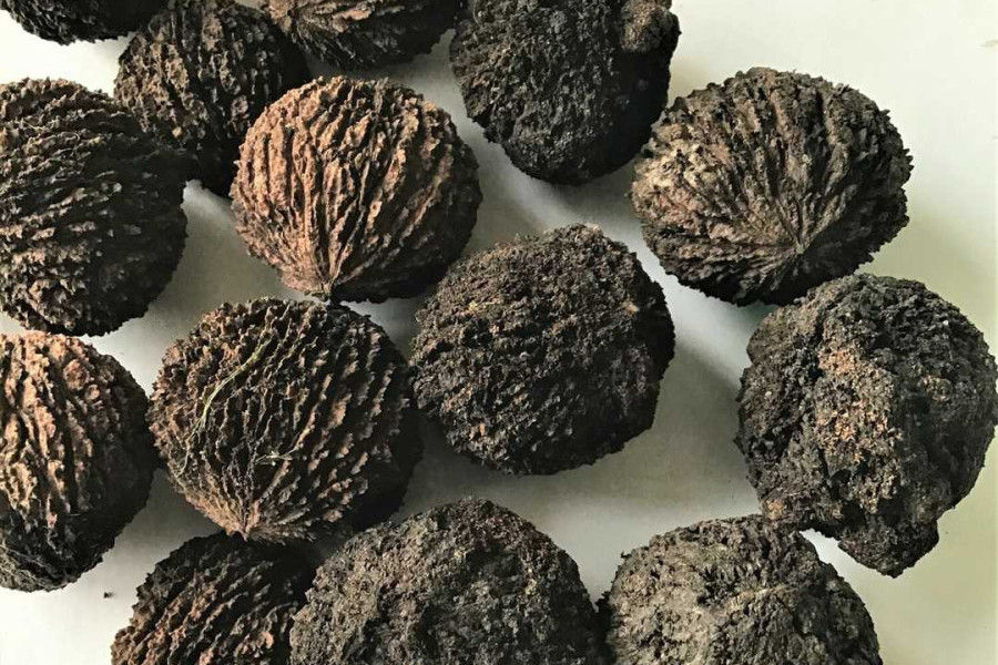 Juglans nigra. Грецкий черный орех. Черный орех Фарго. Американский черный орех.